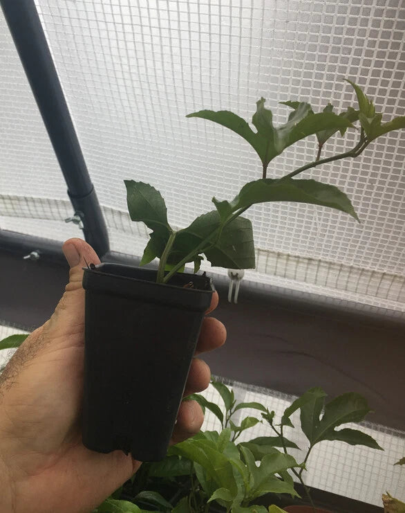 Purple Passion Fruit Plant - Passiflora Edulis 'Frederick' - Edible