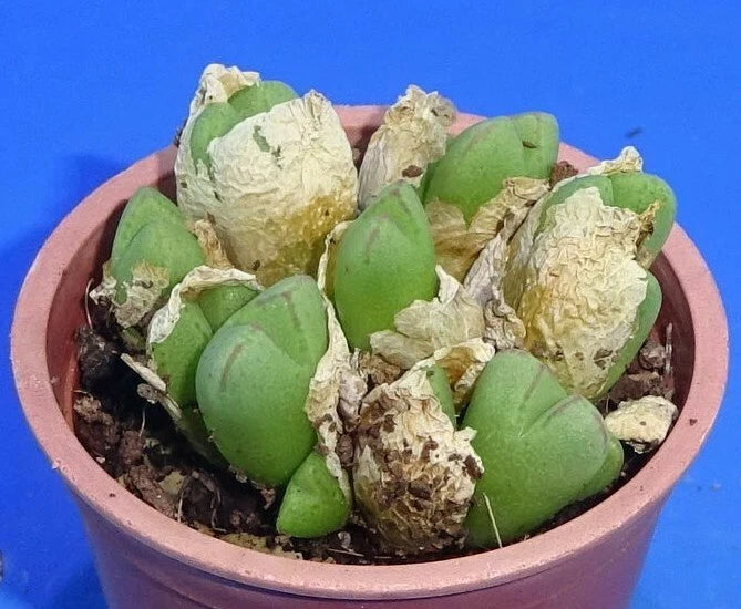 Conophytum tantillum ssp, Eenkokerense , minimum 10 heads!, Phyto available