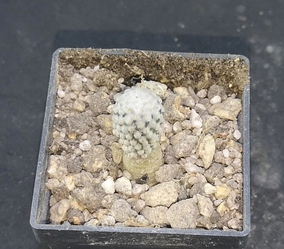 Pelecyphora strobiliformis Viesca, SLP,   read description!