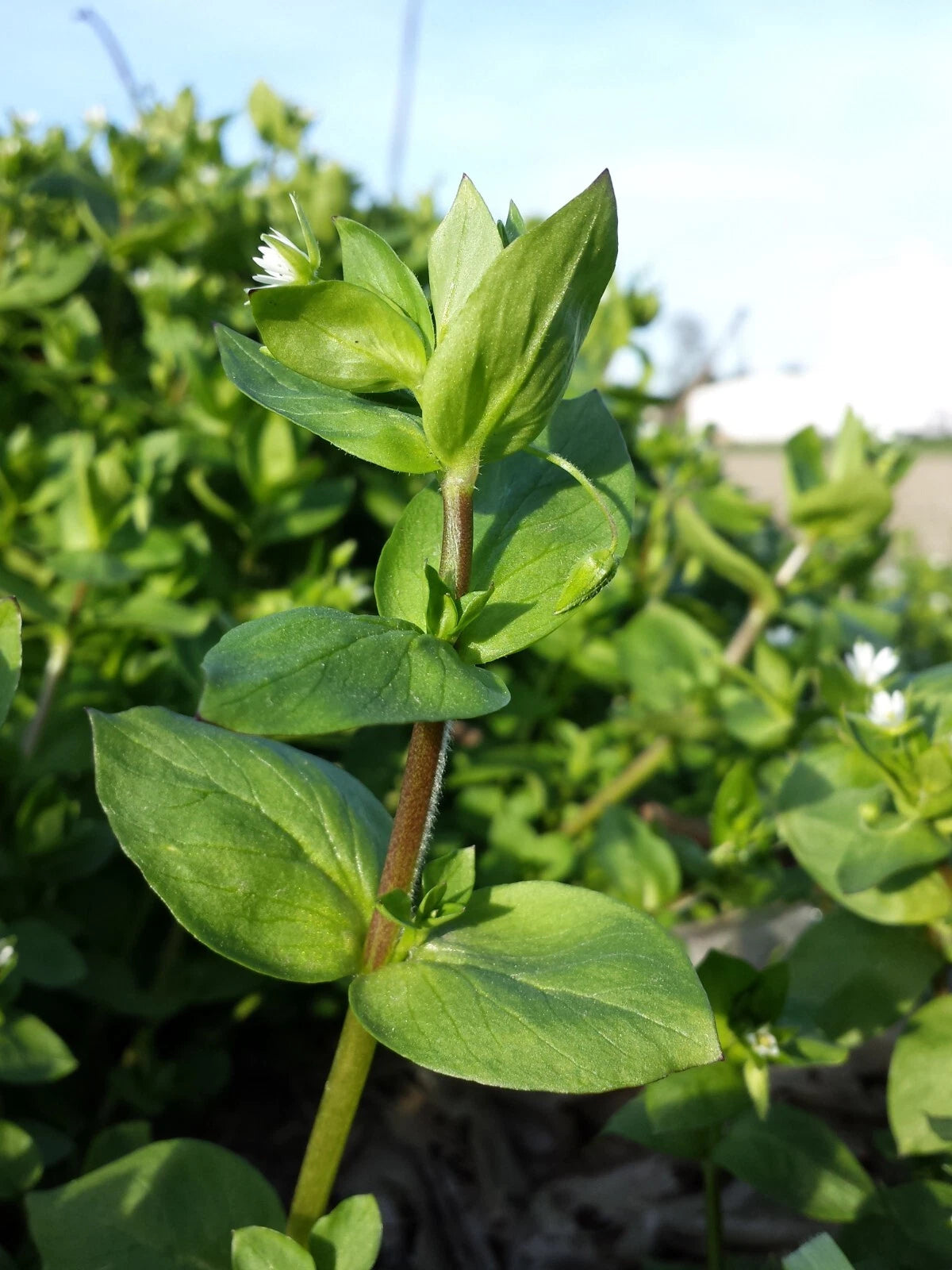 100 Chickweed Seeds - Stellaria media - Non-GMO Medicinal and Edible Plant