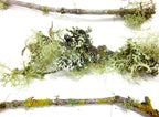 10 count 6-12 Live Lichen & Moss Covered Wood Sticks, Terrarium Fairy garden