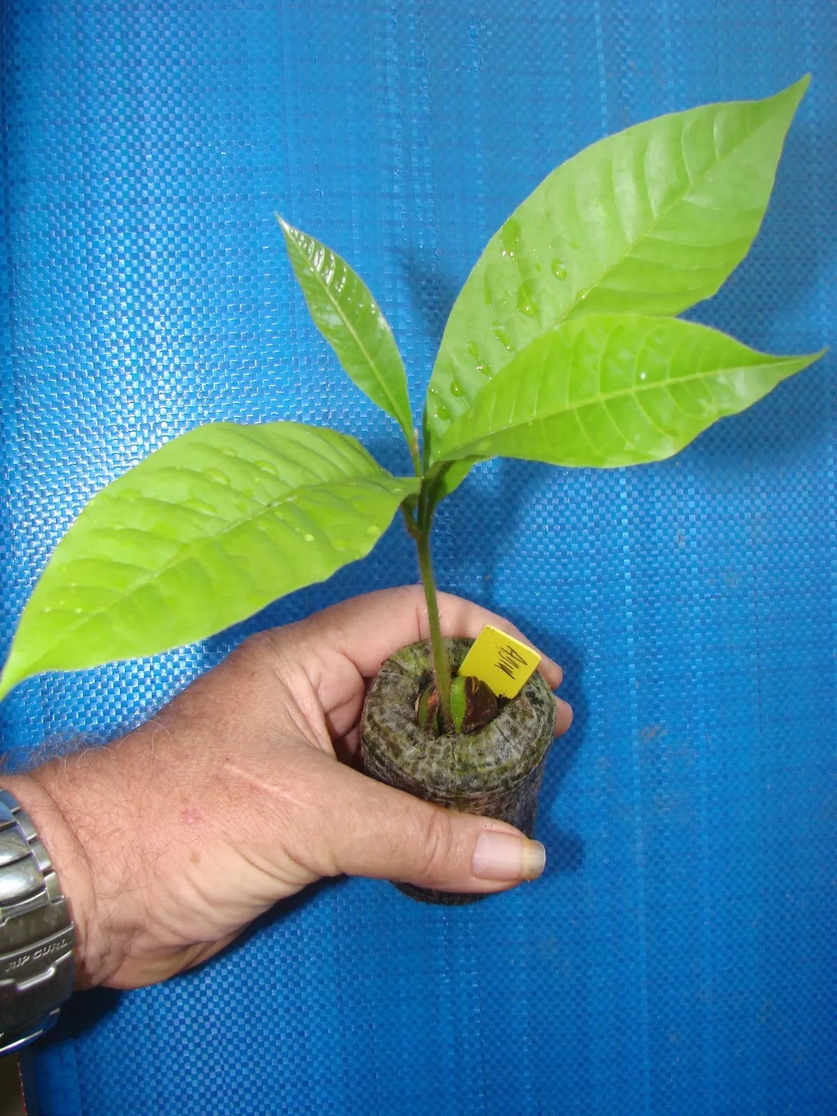 ~ABIU~ Pouteria caimito ~THE EMPEROR'S GOLDEN FRUIT~ sml potd plant