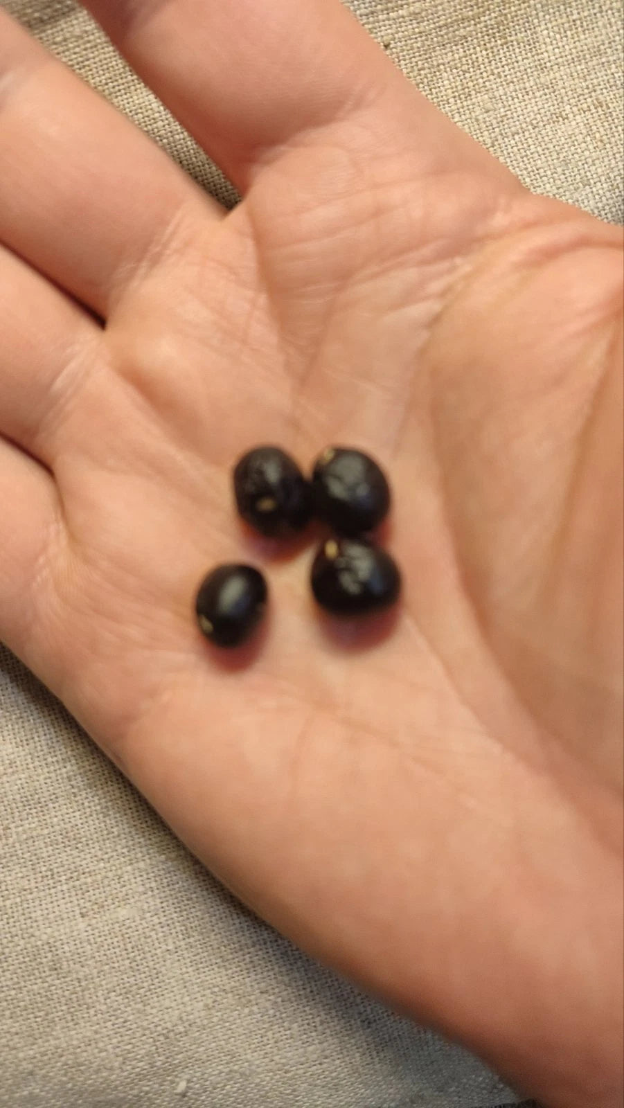 12 / 50 / 100 Seeds Tree Peony, Paeonia Rockii  - Hardy Perennial Flower