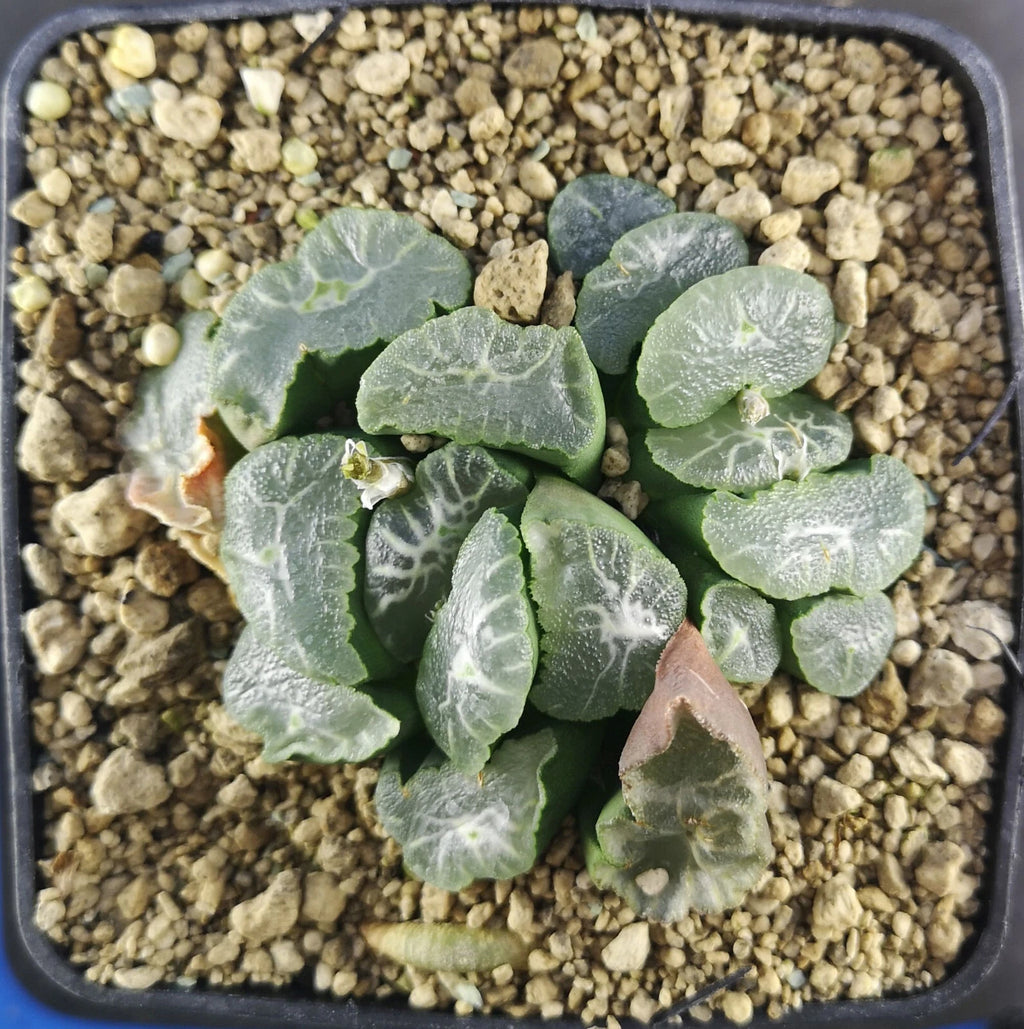 HW101 Haworthia maughanii 'PHOENIX', Phyto available