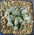 HW101 Haworthia maughanii 'PHOENIX', Phyto available