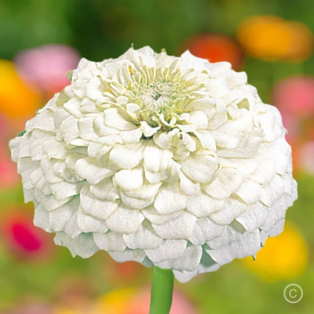 100+ White Zinnia Seeds/ Polar Bear / Bees/ Butterflies/ Birds/Double Flowered