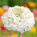 100+ White Zinnia Seeds/ Polar Bear / Bees/ Butterflies/ Birds/Double Flowered