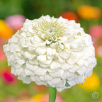 100+ White Zinnia Seeds/ Polar Bear / Bees/ Butterflies/ Birds/Double Flowered