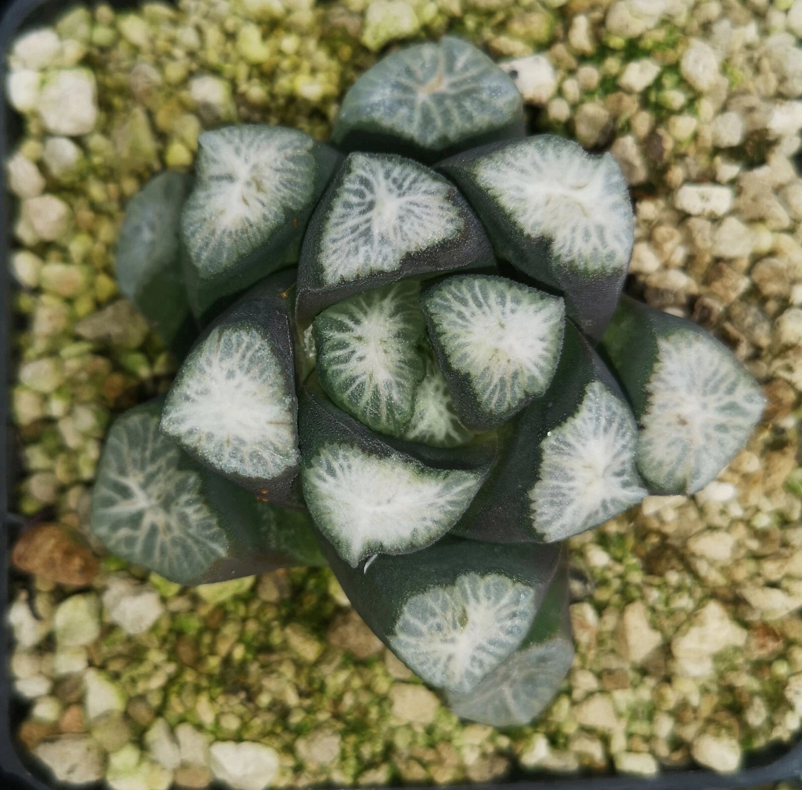 HW249 Haworthia maughanii 'SHIROTAE' , Phyto available