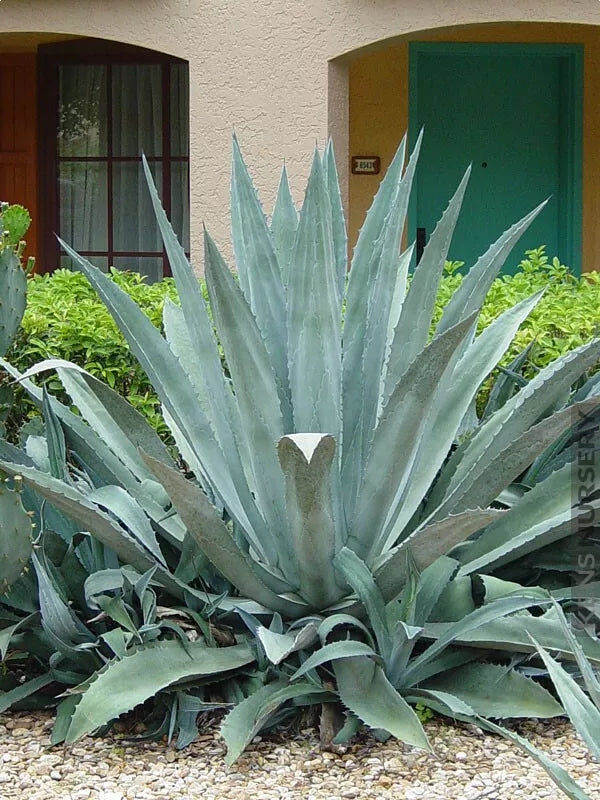 Agave americana | Sentry or Century Plant | Maguey | American Aloe | 10_Seeds