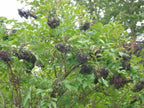 AMERICAN ELDERBERRY Sambucus Canadensis - 25 SEEDS. FREE S&H