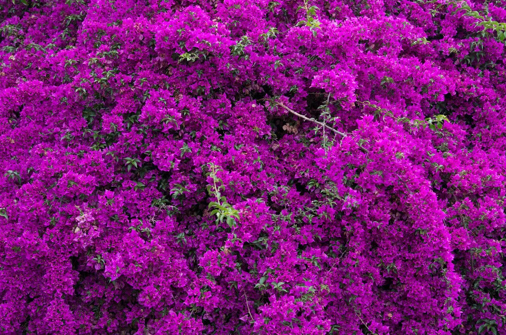 Well Rooted **VIOLET** Live Bougainvillea starterplug plant*