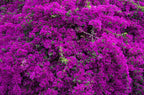 Well Rooted **VIOLET** Live Bougainvillea starterplug plant*