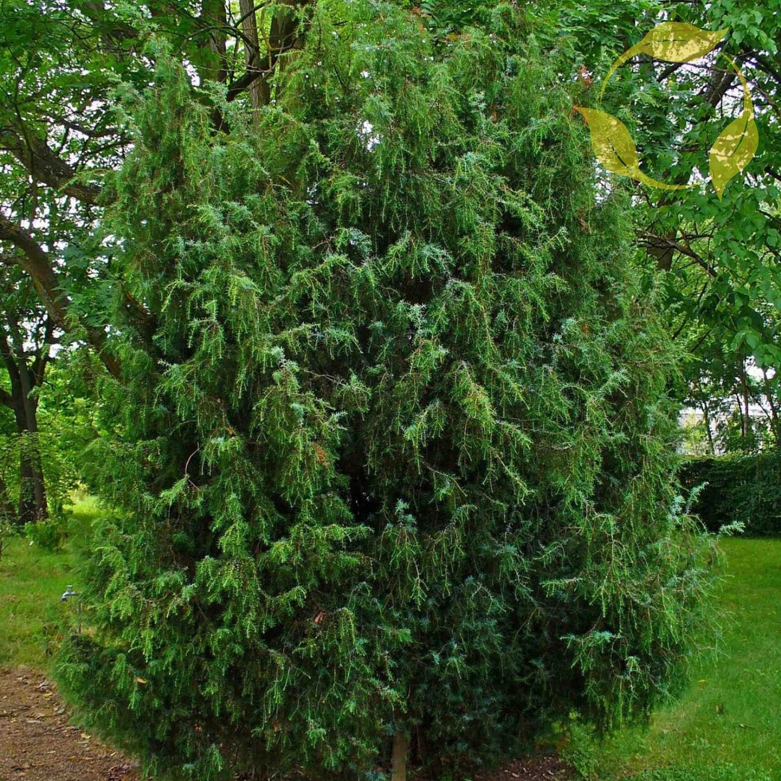 COMMON JUNIPER Juniperus Communis - 5+ SEEDS