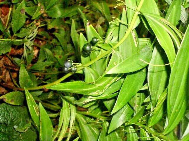 15 SILVER STRIPED SOLOMONS SEAL SEEEDS - Polygonatum falcatum 'Silver Lining'