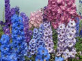 LARKSPUR, GIANT IMPERIAL 100+ SEEDS NEWLY HARVESTED, A GREAT CUT FLOWER