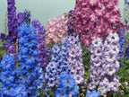 LARKSPUR, GIANT IMPERIAL 100+ SEEDS NEWLY HARVESTED, A GREAT CUT FLOWER