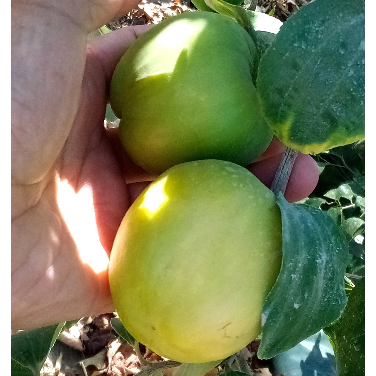 T605A 4Taiwan Green Jujube Tree 10Graft Cutting Large Juicy Sweet 19Brix