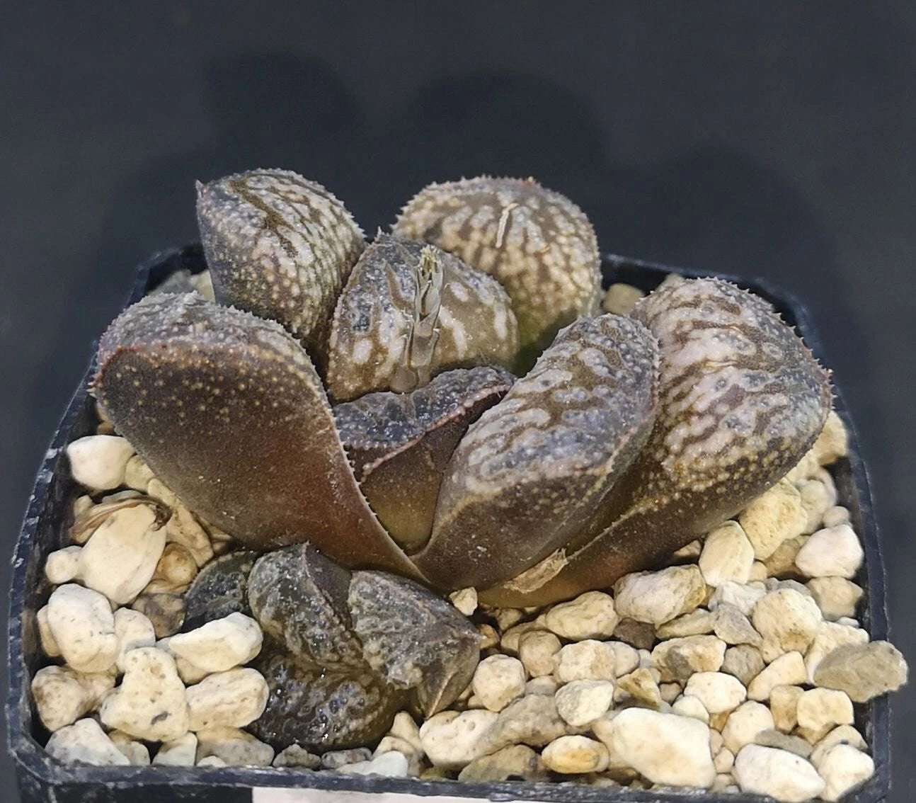 HW160 Haworthia 'Python' , Phyto available