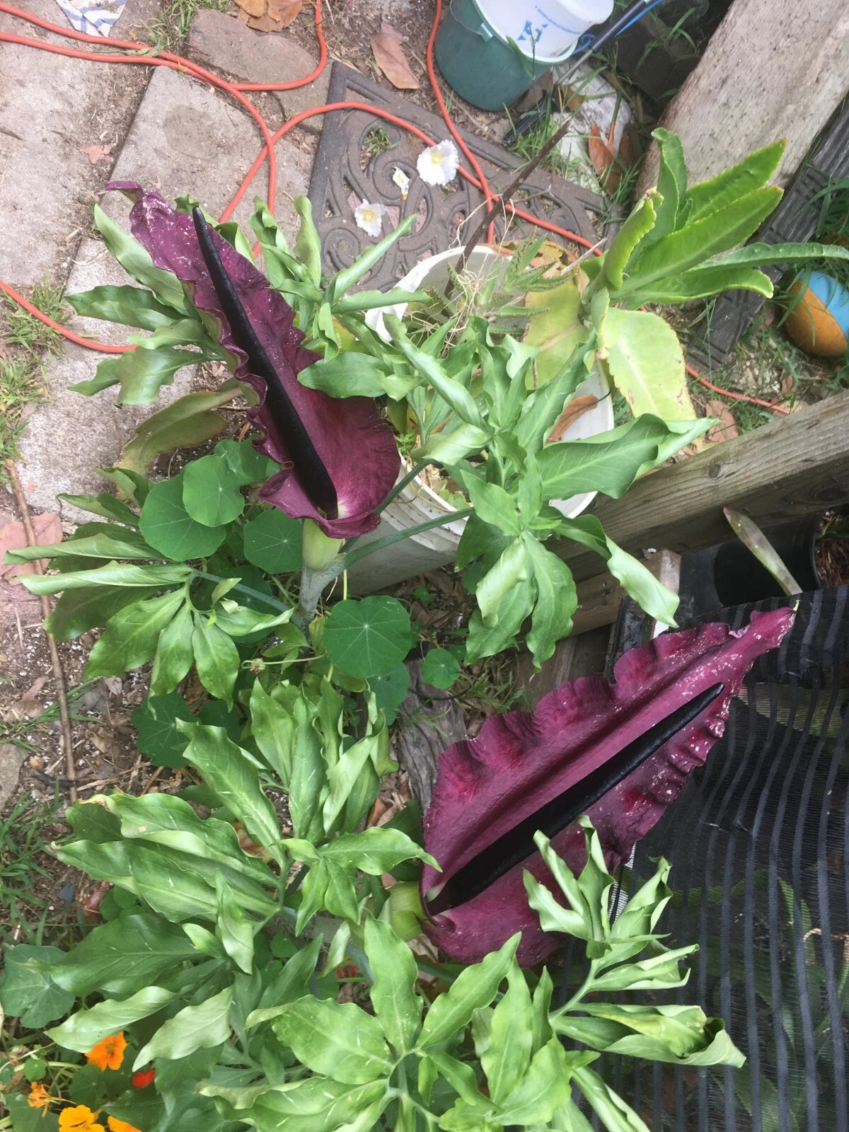 35 - 2025 seeds Dragon lily arum flower voodoo amorphophallus tuber cactus Calla