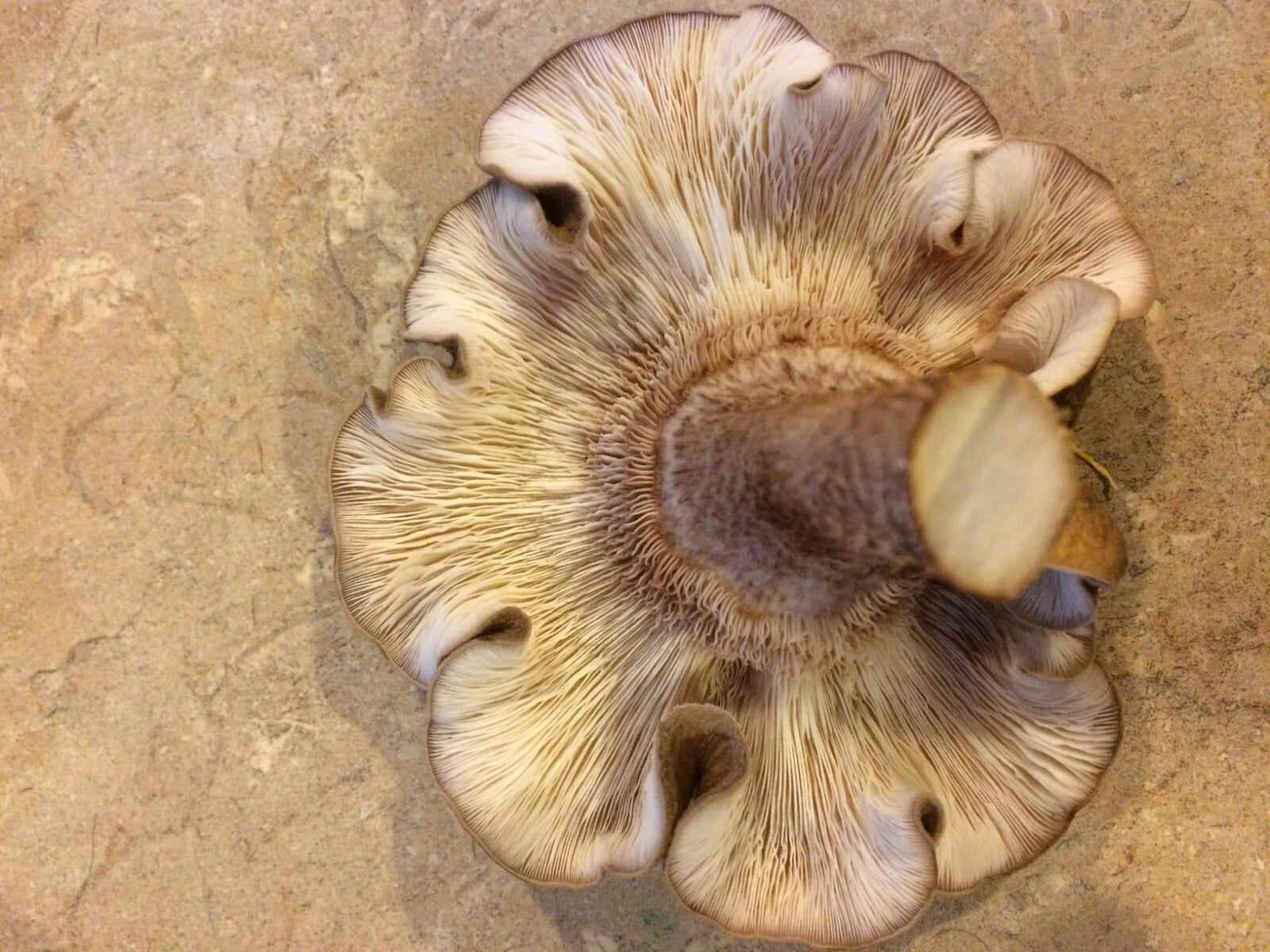 Mushroom plug spawn variety pack 4 100 packs