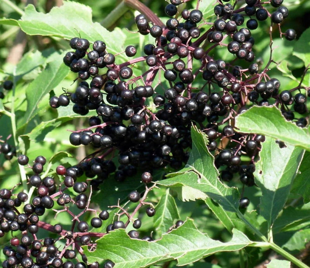 AMERICAN ELDERBERRY Sambucus Canadensis - 25 SEEDS. FREE S&H