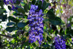 TEXAS MOUNTAIN LAUREL Sophora Secundiflora - 5 SEEDS