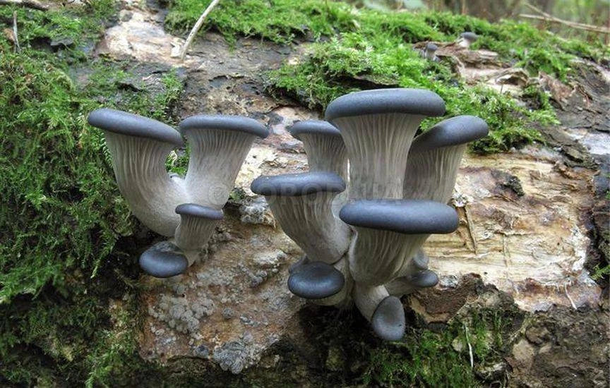 Seeds Mushroom Oyster Blue Mycelium Spawn Spores Organic Ukraine