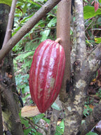 ~CACAO~ seedling Cocoa healthy Chocolate Tree Tropical Fruit small POT'D starter