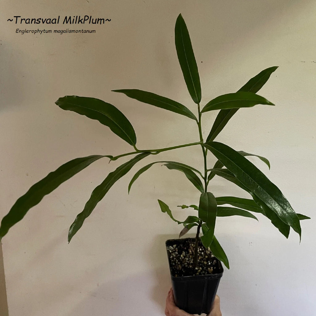 ~Transvaal MilkPlum Tree~ Englerophytum magalismontanu