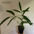 ~Transvaal MilkPlum Tree~ Englerophytum magalismontanu