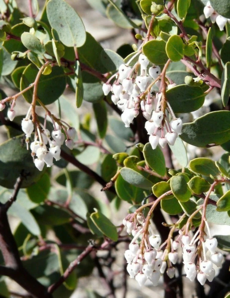 WHITELEAF MANZANITA Arctostaphylos Viscida - 10 SEEDS. *LESS S&H