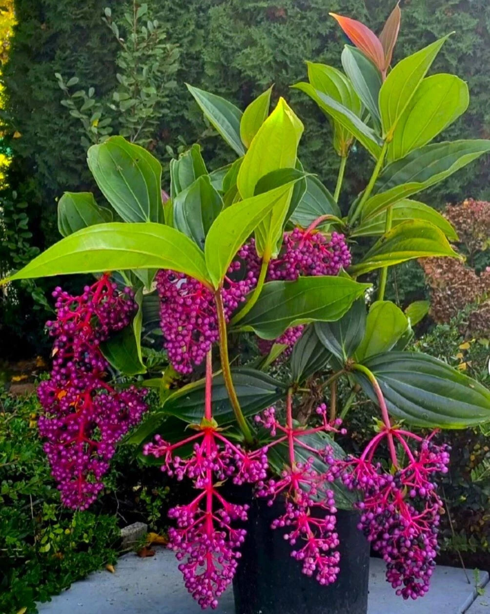 Medinilla Myriantha Malaysian Orchid Live Flowering Plant AKA Malaysian Grapes