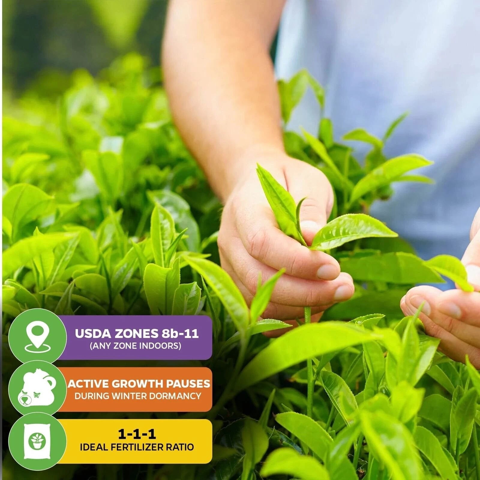 Tea Plant Green Tea - Camellia sinensis - Live Plant