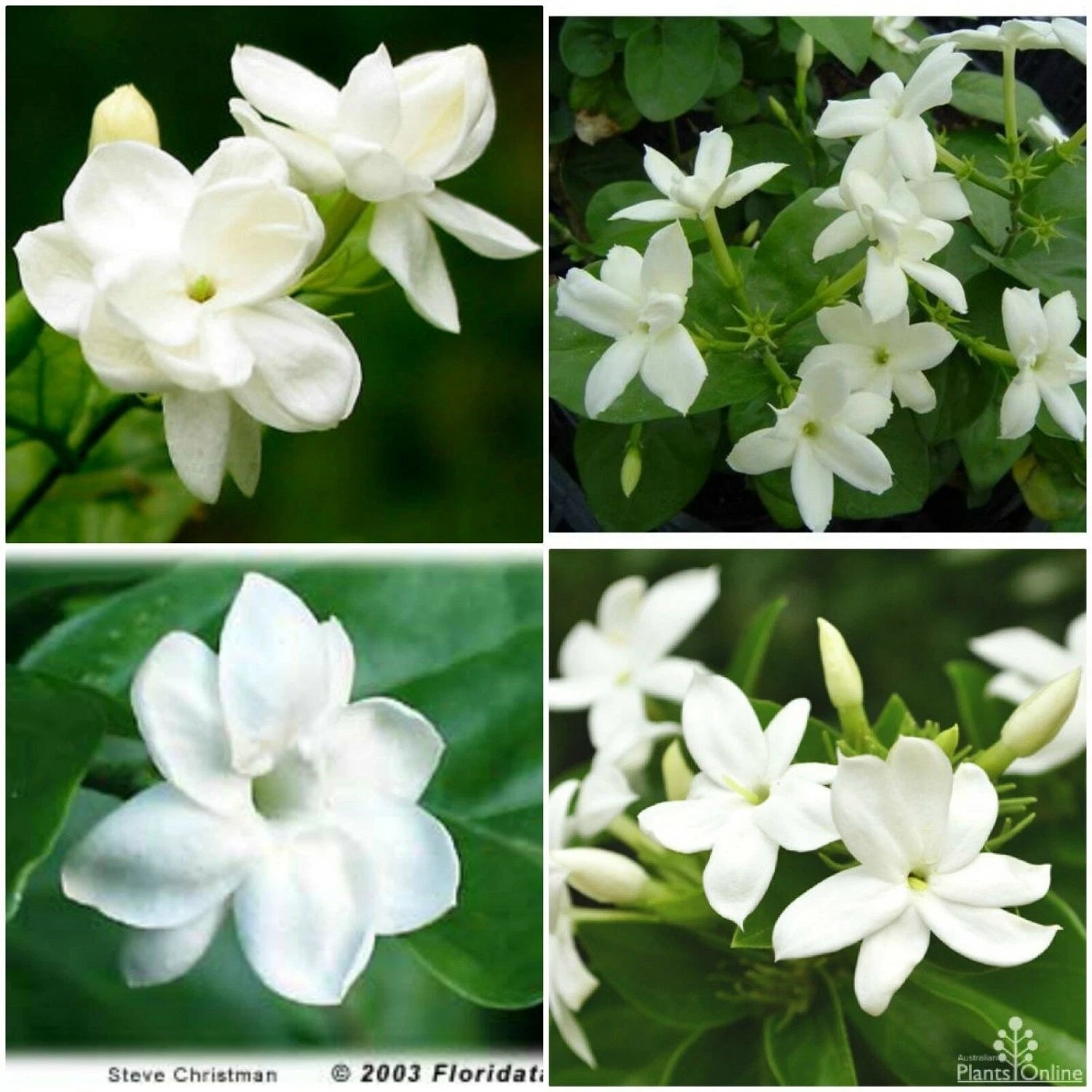 MAID OF ORLEANS JASMINE~Jasmin