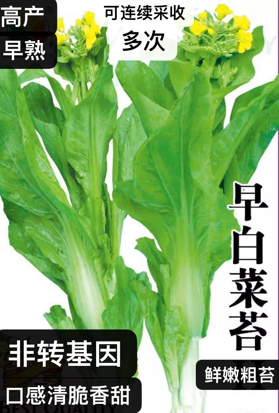 300+ early bok choy tai seeds 300 2025