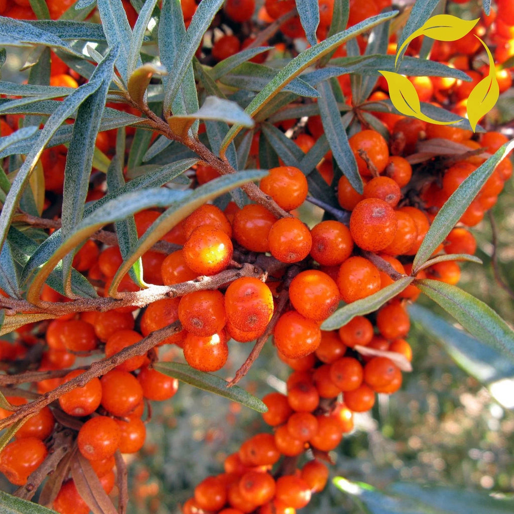 SEA BUCKTHORN Hippophae Rhamnoides - 30+ SEEDS
