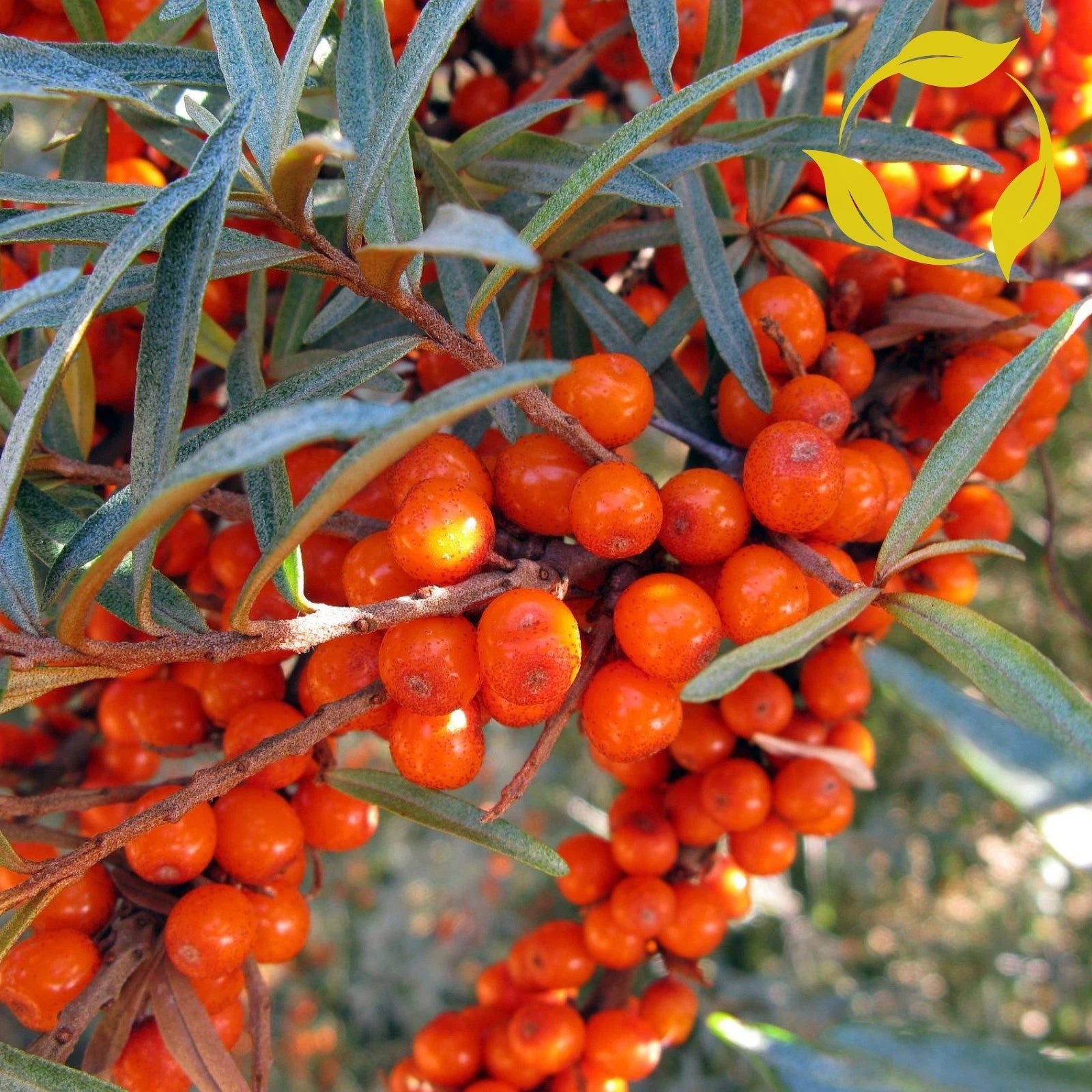 SEA BUCKTHORN Hippophae Rhamnoides - 30+ SEEDS