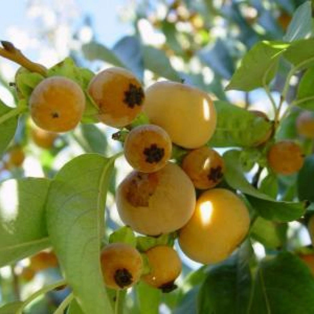 DATE PLUM PERSIMMON Diospyros Lotus - 5 SEEDS
