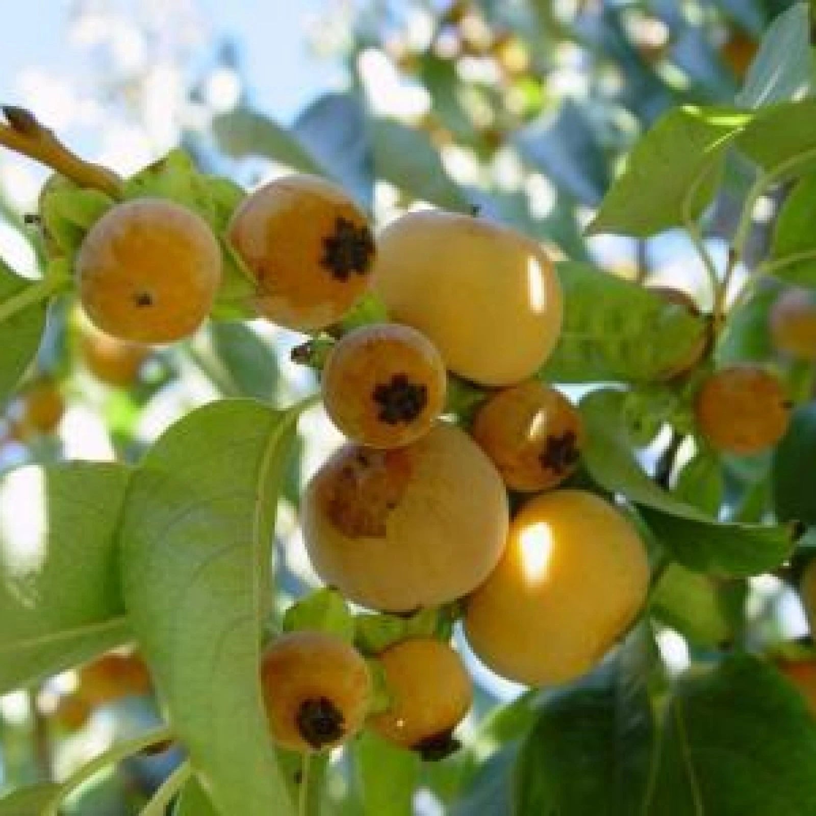 DATE PLUM PERSIMMON Diospyros Lotus - 5 SEEDS