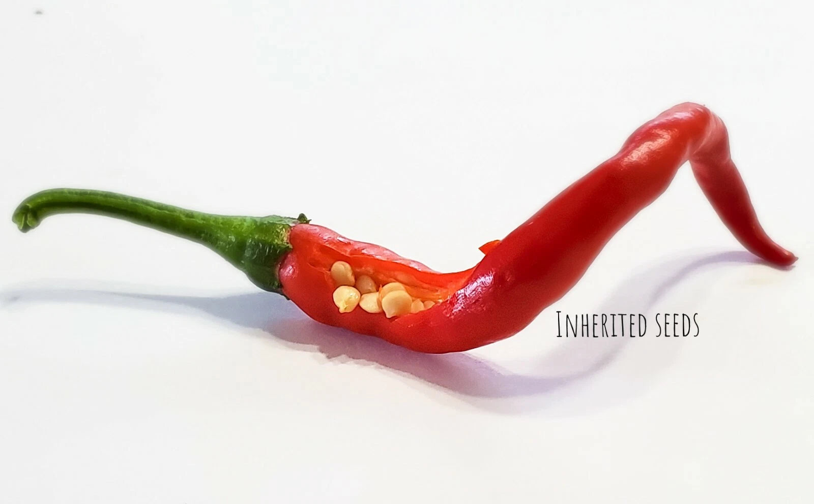 VERY HOT Long Cayenne Chilli pepper HEIRLOOM 30+ seeds 100% Organic Grown in USA