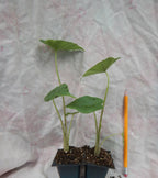 **THAILAND GIANT** Elephant Ear Colocasia Esculenta Starter Plant**USA Seller**