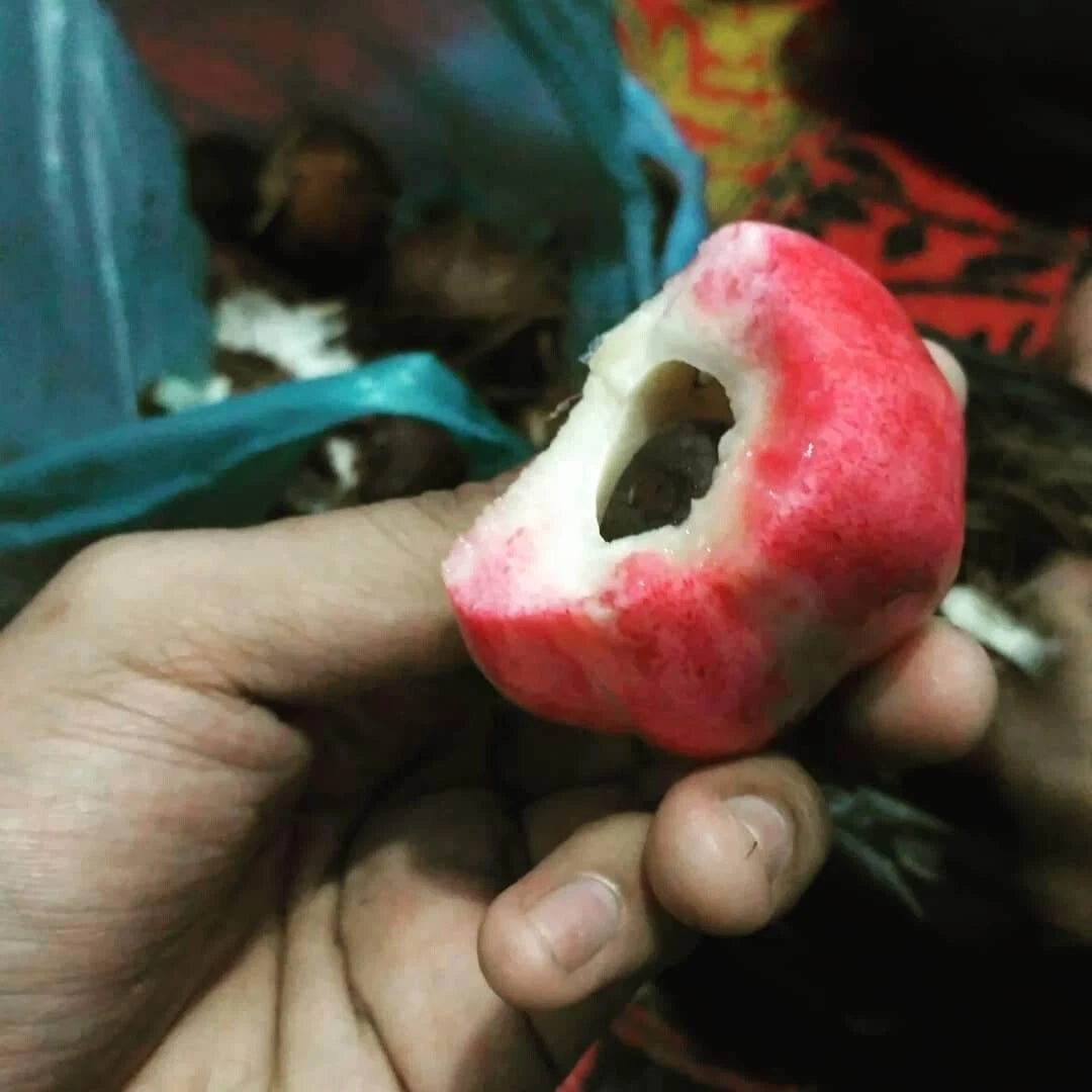 ~RED SALAK~ Salacca affinis SNAKE FRUIT Fruit Tree Live 3-4ft Pottd Palm Plant