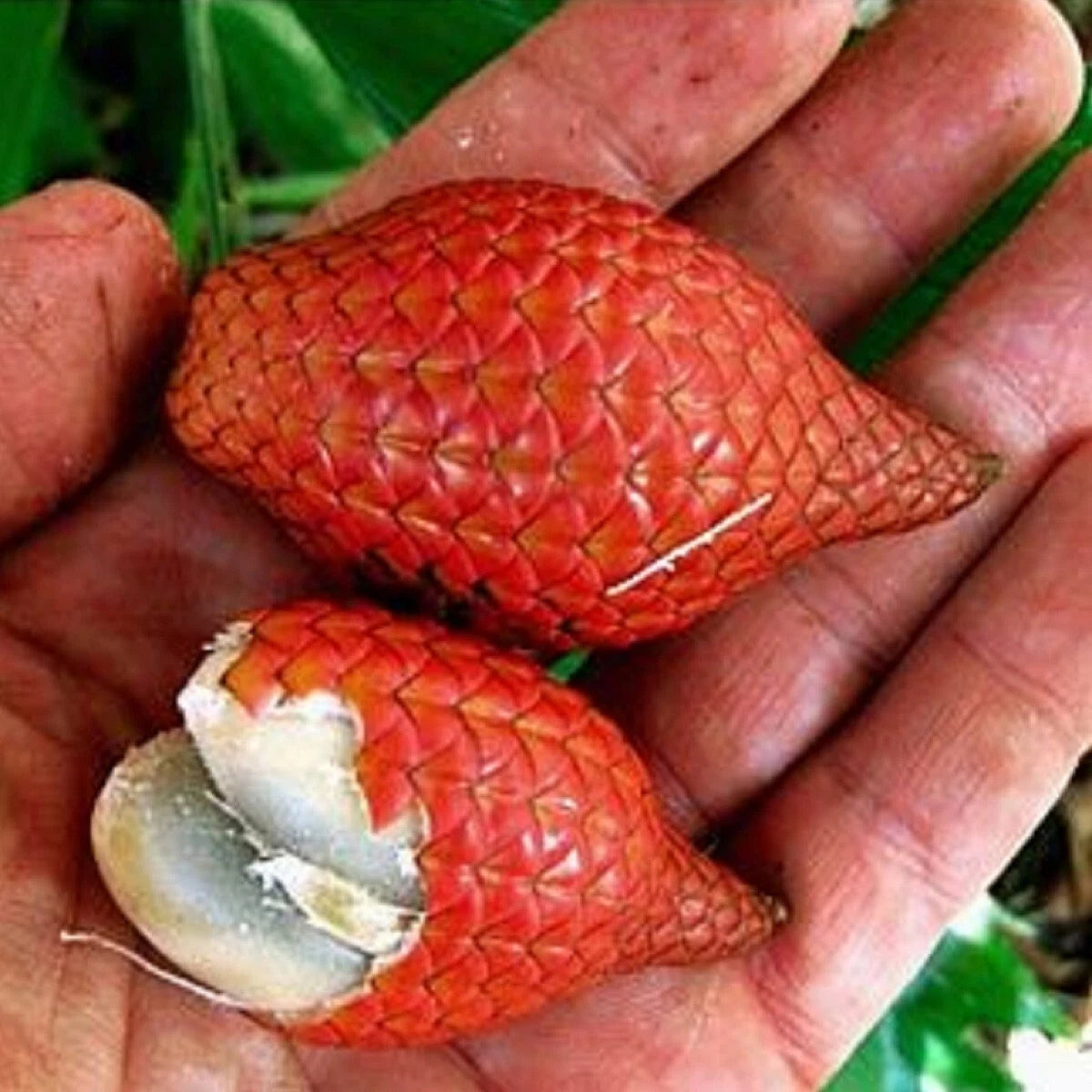 ~RED SALAK~ Salacca affinis SNAKE FRUIT Fruit Tree Live 3-4ft Pottd Palm Plant
