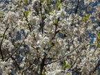 EUROPEAN PLUM Prunus Domestica - 5 SEEDS