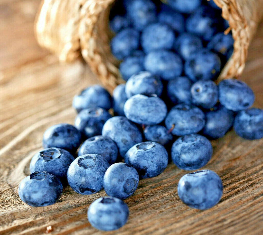 100+ Blueberry Seeds  - Dwarf Top Hat  | Low Bush Variety - Sweet Edible Fruits