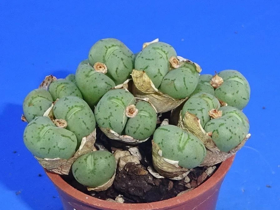 Conophytum uviforme, minimum 10 heads!, Phyto available