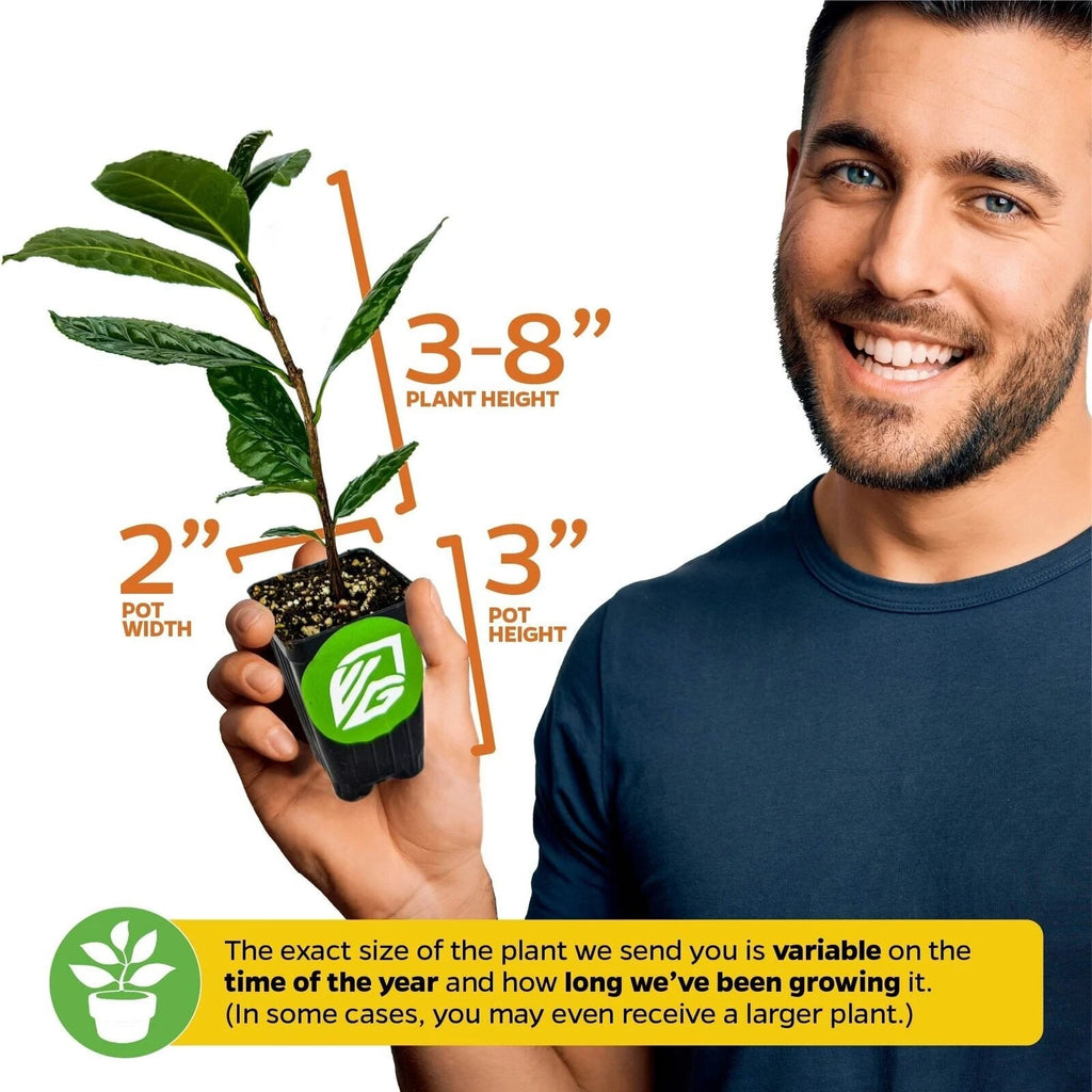 Tea Plant Green Tea - Camellia sinensis - Live Plant