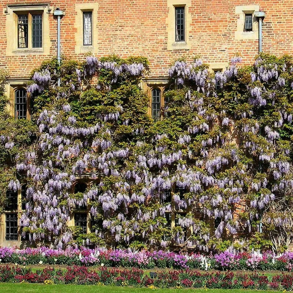 CHINESE BLUE WISTERIA Wisteria Sinensis - 5 SEEDS. FREE S&H