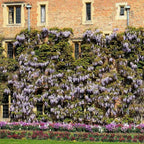 CHINESE BLUE WISTERIA Wisteria Sinensis - 5 SEEDS. FREE S&H